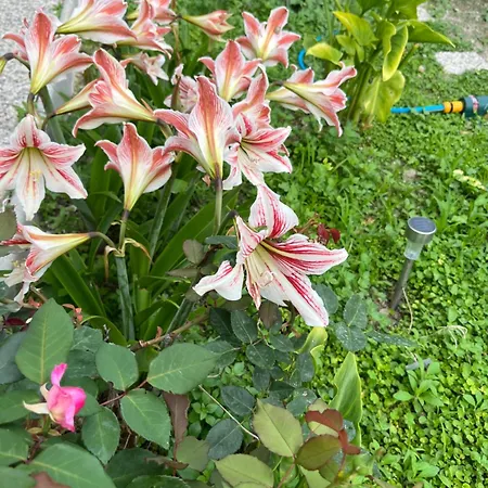 Unique With Garden&sea View * Split